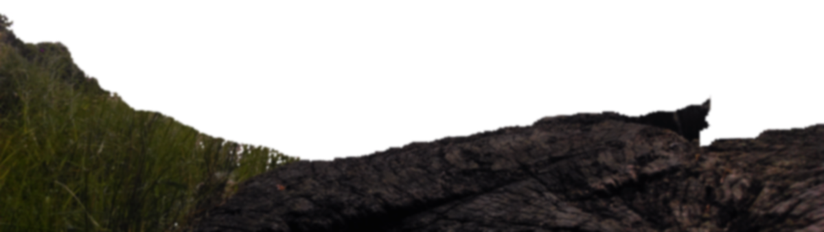 forestpicture